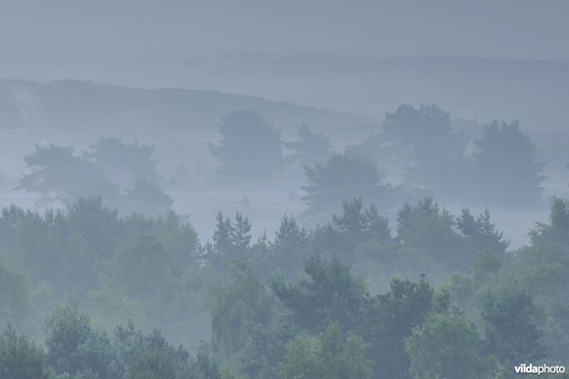 Moerasbossen in de Zwarte beekvallei