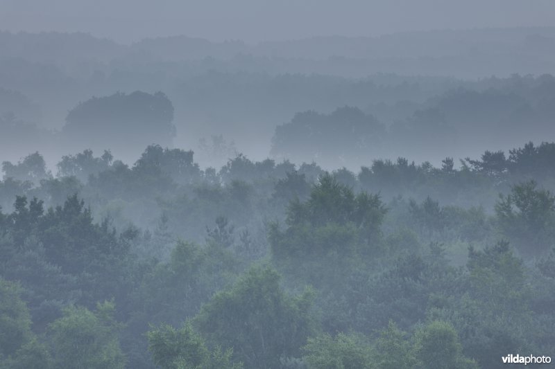 Moerasbossen in de Zwarte beekvallei