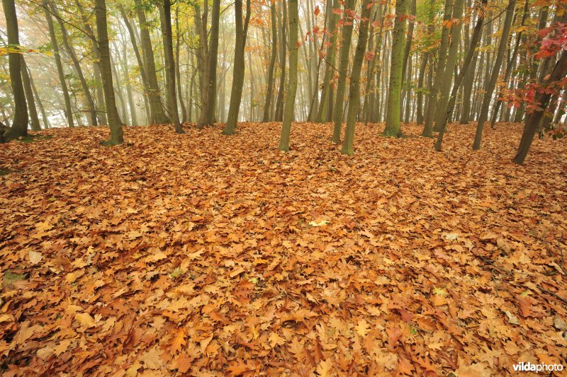 Herfst in Amerikaanse eikenbos op donk
