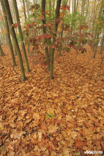 Herfst in Amerikaanse eikenbos op donk