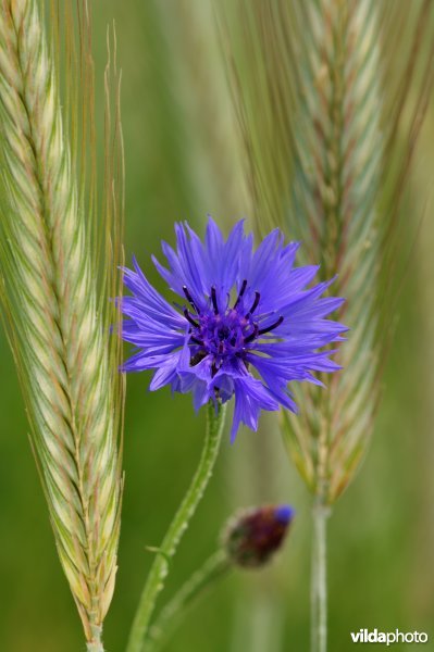 Korenbloem met rogge