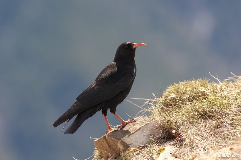 Alpenkraai