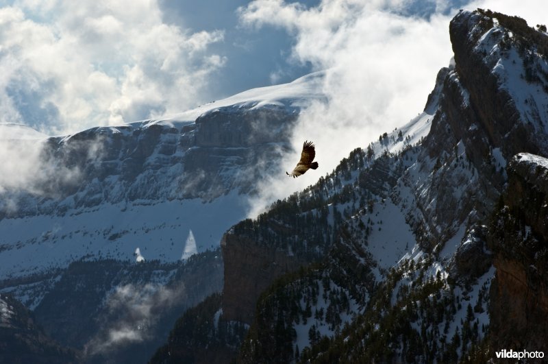 Een vale gier vliegt in de Pyreneeën