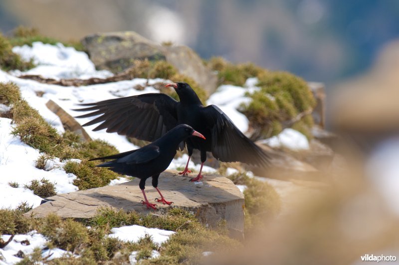 Baltsende alpenkraaien