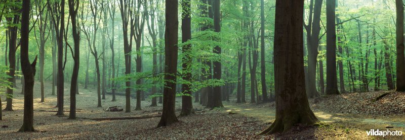 Beukenbos
