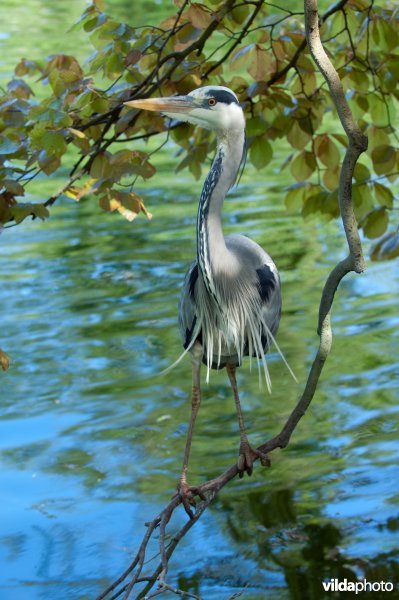 Blauwe reiger