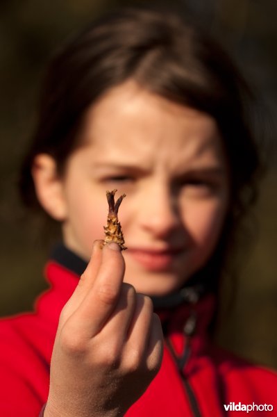 Meisje toont dennenappel