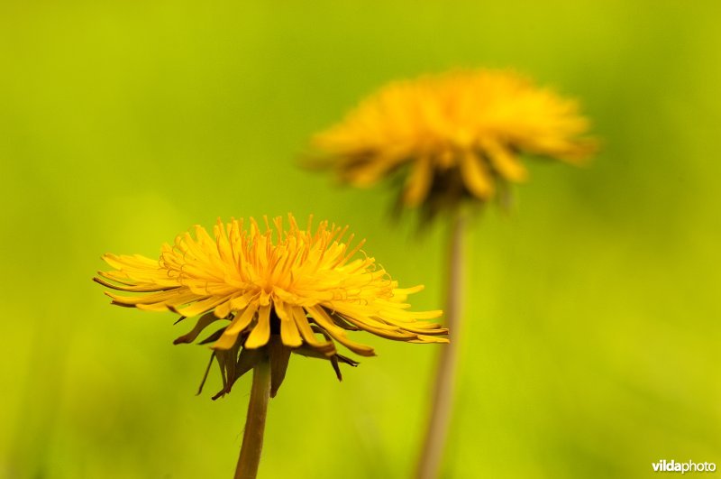 Bloemen van paardenbloem