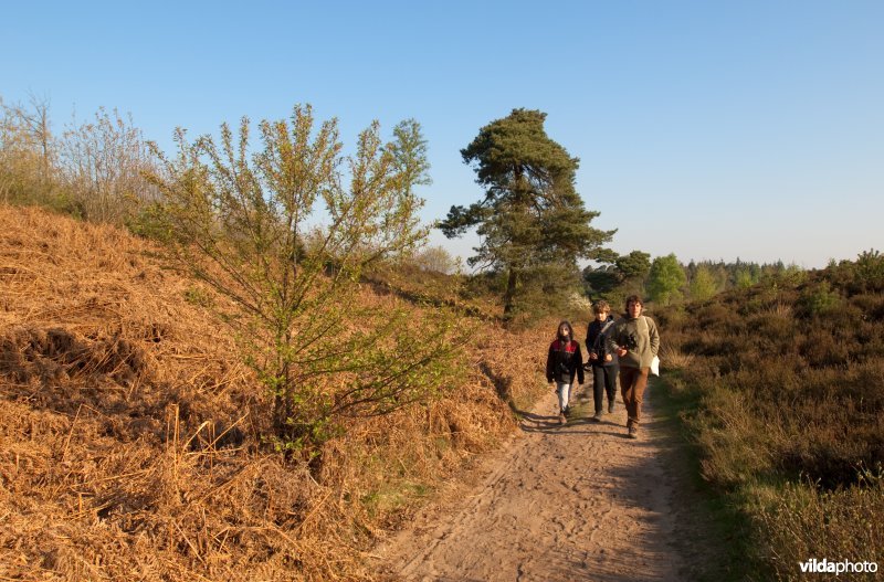 Wandelaars op de Sallandse Heuvelrug