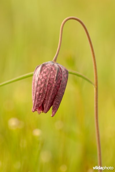 Bloeiende kievitsbloem