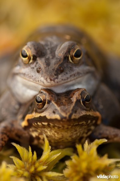 Heikikkers in amplexus