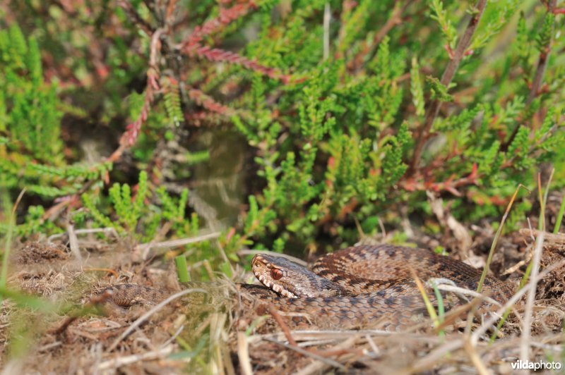 Adder in typische houding