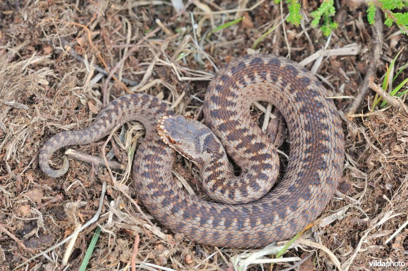 Jonge adder