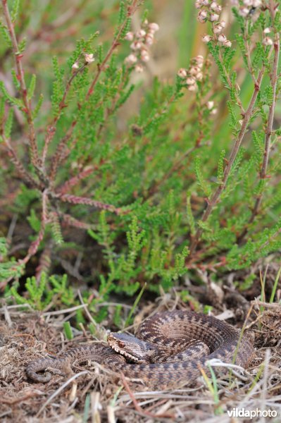 Adder