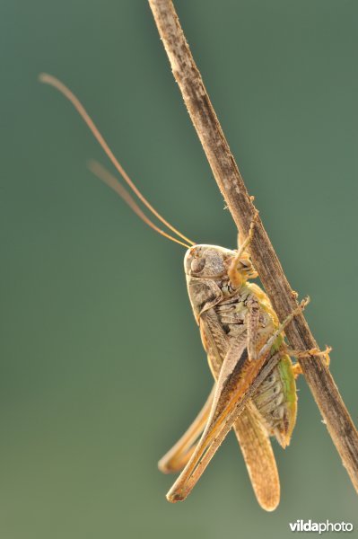 Duinsabelsprinkhaan