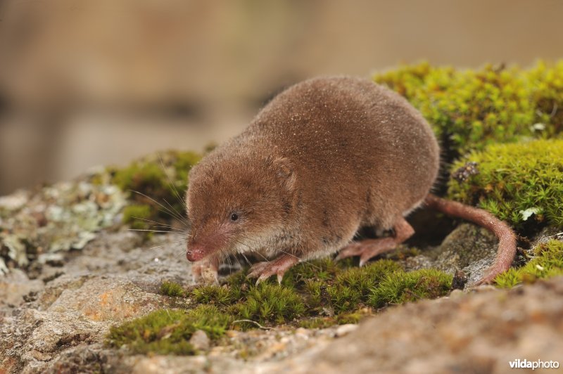 Iberische bosspitsmuis