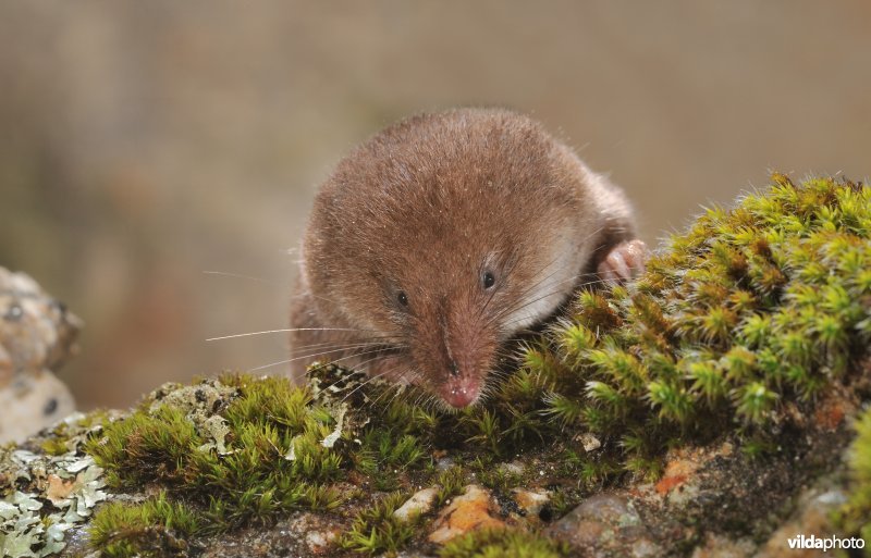 Iberische bosspitsmuis