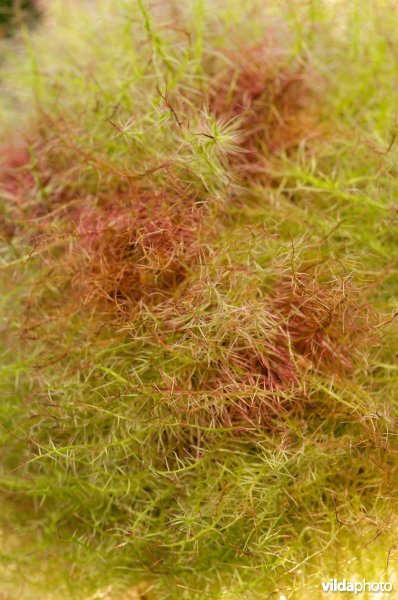 Bedeguar Gall (En)