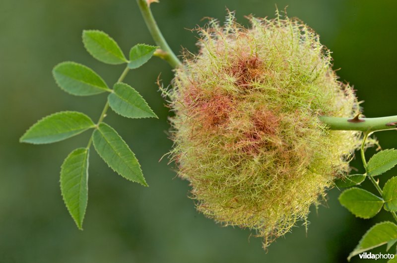 Bedeguar Gall (En)