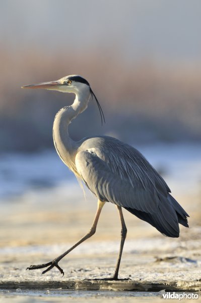 Blauwe reiger aan wak