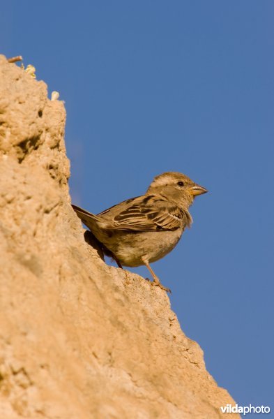 Huismus broedt in holen in een steile oever van een drooggevallen rivier