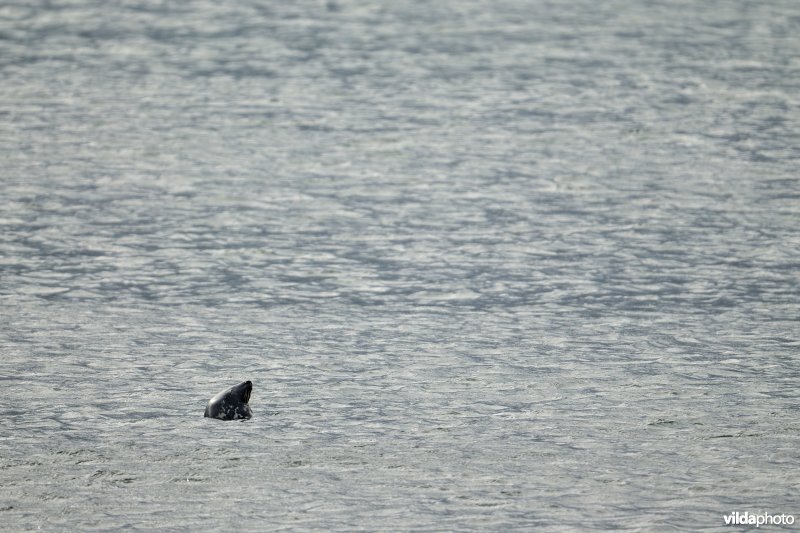 Slapende Grijze zeehond