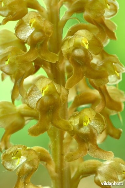Bloemen van vogelnestje