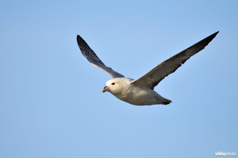 Vliegende Noordse stormvogel