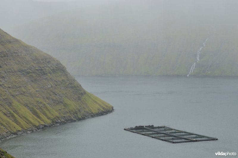 Zalmkwekerij in fjord