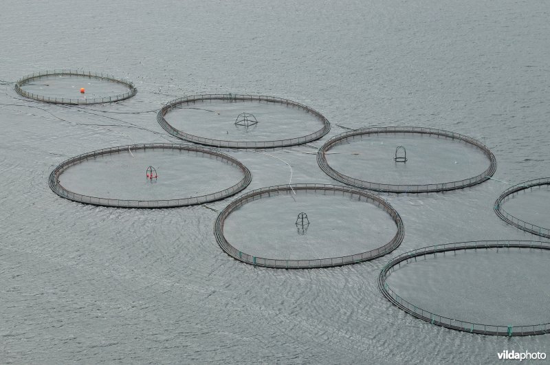 Zalmkwekerij in fjord