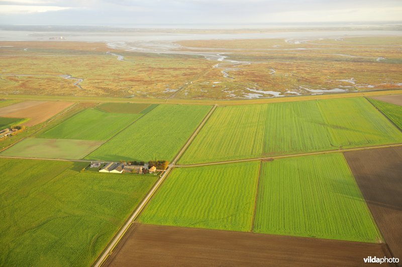 Hedwigepolder en Saeftinge