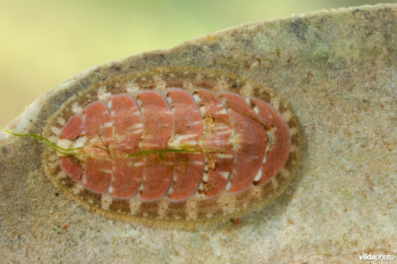 Keverslak