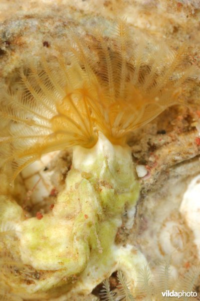 Kalkkokerworm