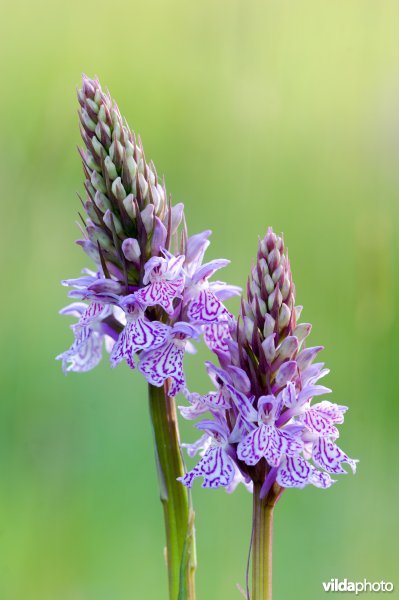Bloeiende Gevlekte orchis
