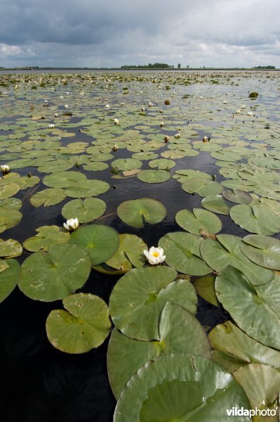 Witte waterlelie