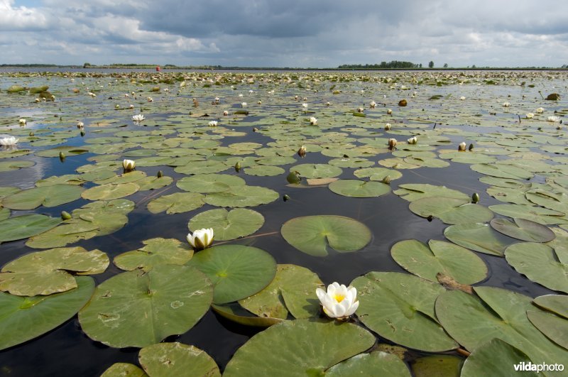 Witte waterlelie