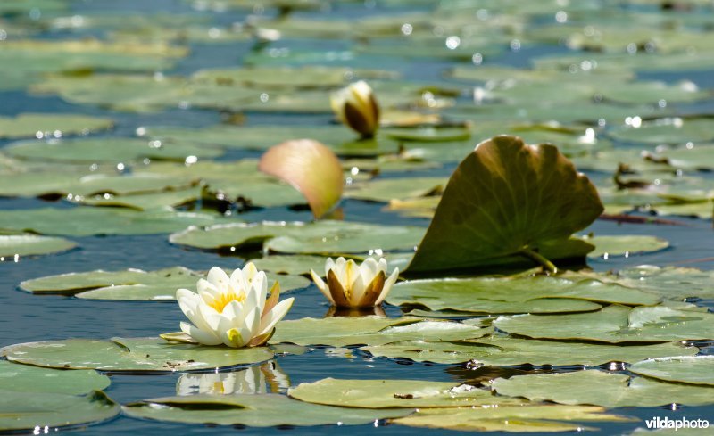Witte waterlelie