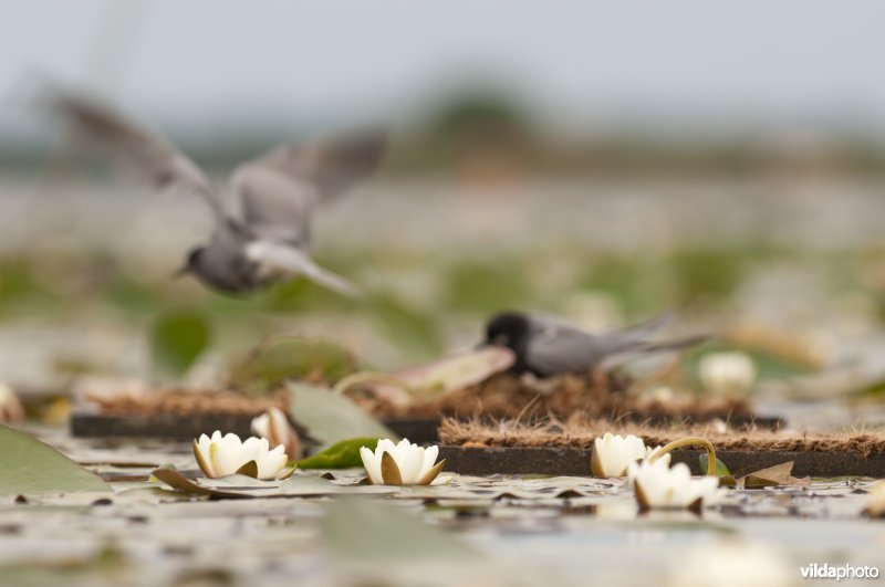 Zwarte sterns in de Wieden broeden op nestvlotjes tussen waterlelies