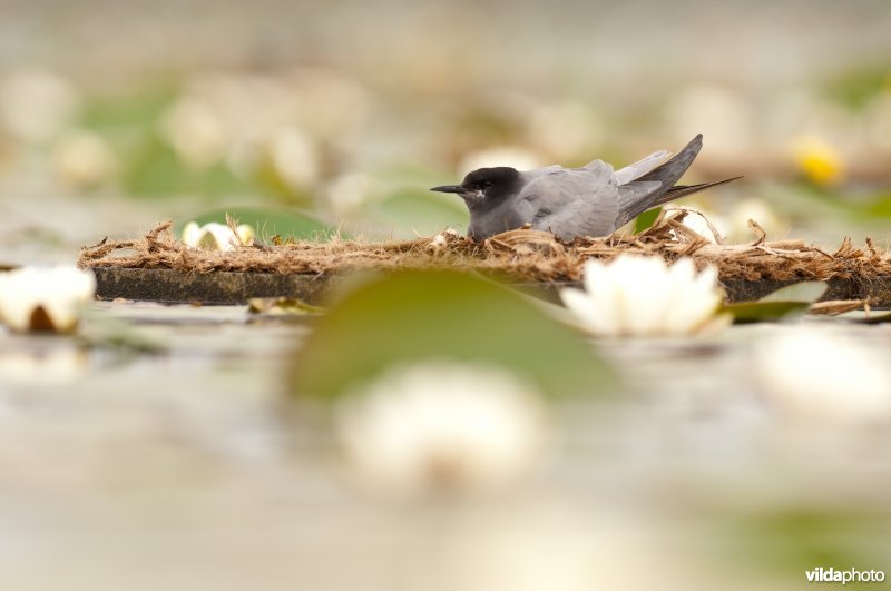 Zwarte sterns in de Wieden broeden op nestvlotjes tussen waterlelies