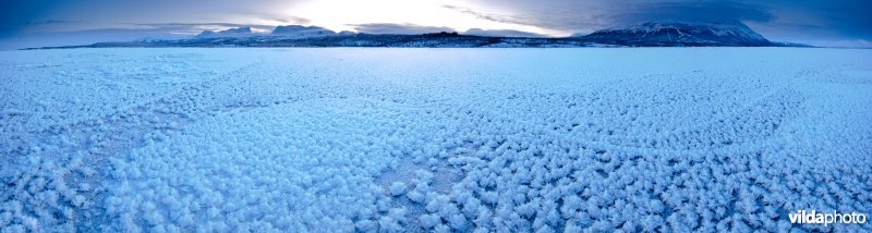 IJsroosjes op meer in Lapland