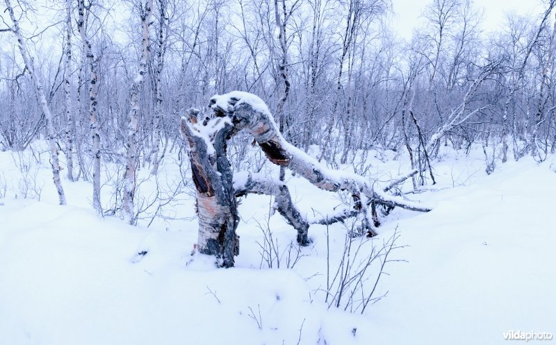 Winters berkenbos in Zweden