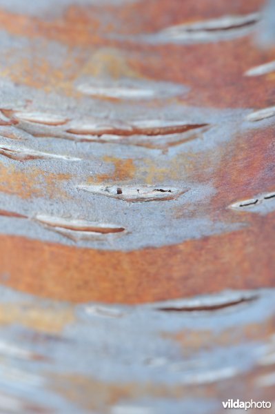 Schors van Zachte berk