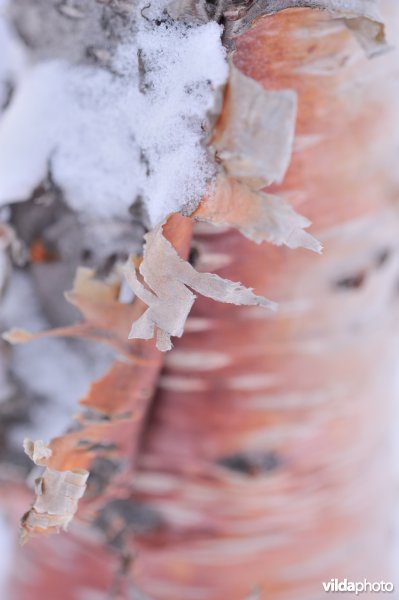 Schors van Zachte berk