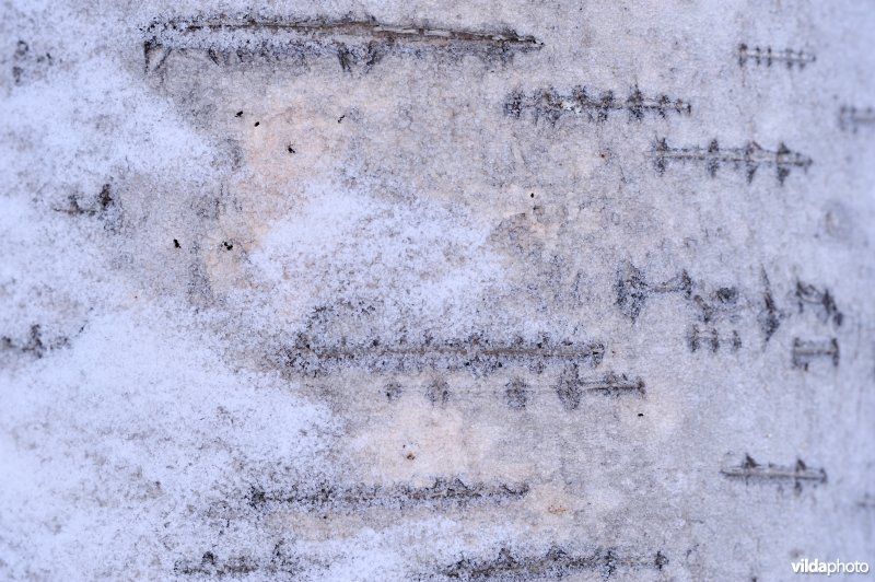 Schors van Zachte berk