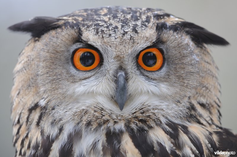 Portret van een Oehoe