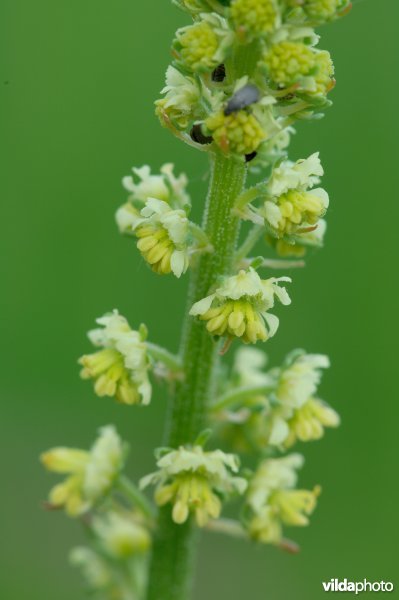 Bloempjes van Wilde reseda