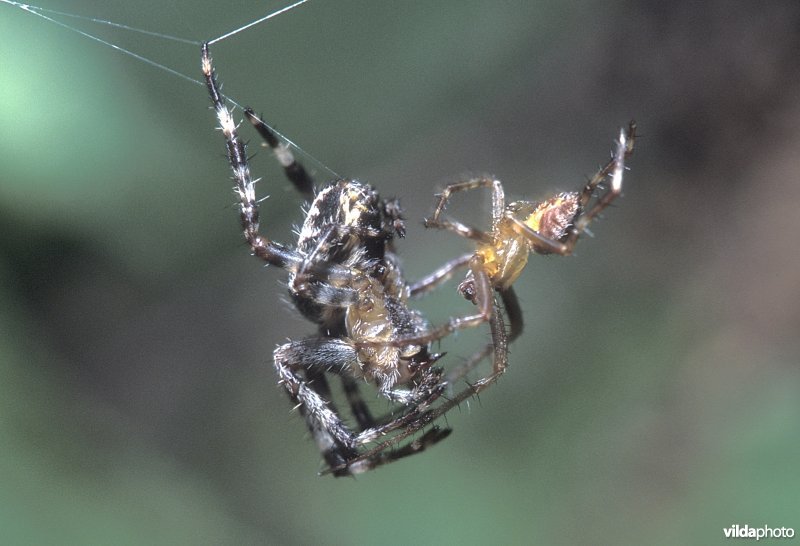 Paring van kruisspin