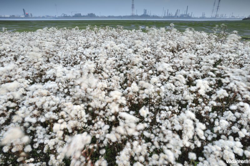 Uitgebloeide Zeeaster in Ketenisseschoor