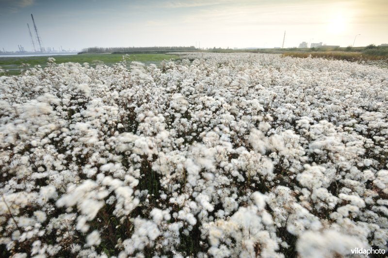 Uitgebloeide Zeeaster in Ketenisseschoor