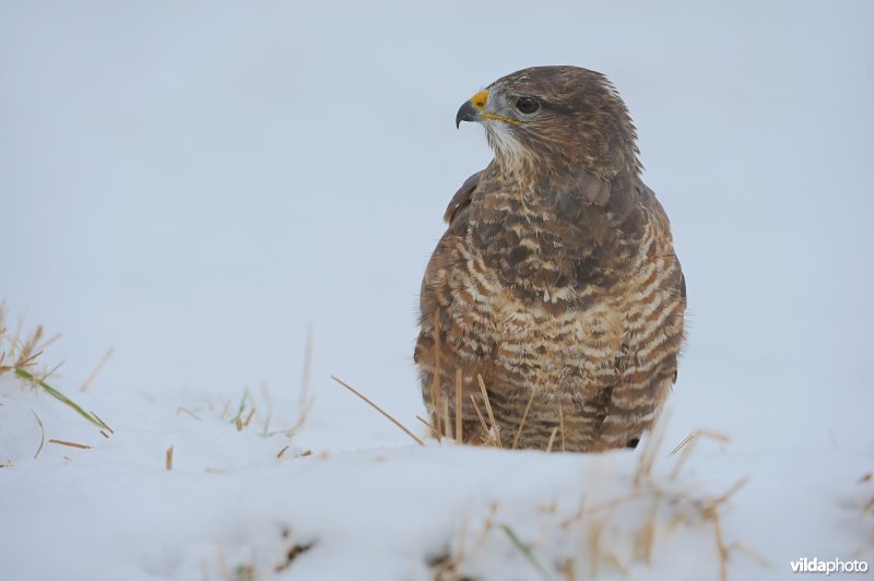 Buizerd in de sneeuw